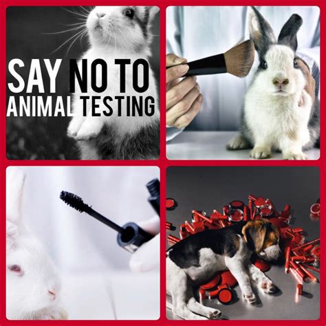 test chanel op dieren|Chanel animal testing policy.